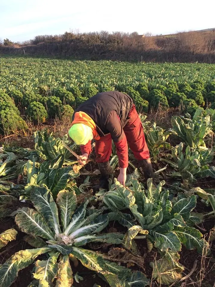 Harvesting cauliflowers in the field