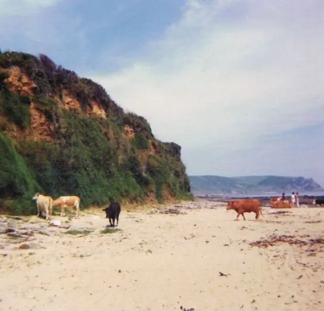 Cattle on the beach below red cliffs