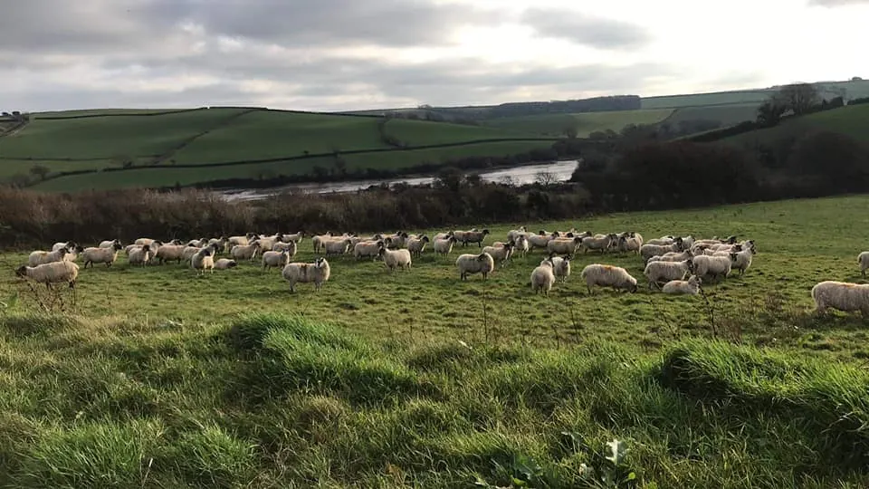 Sheep grazing across a hillside field