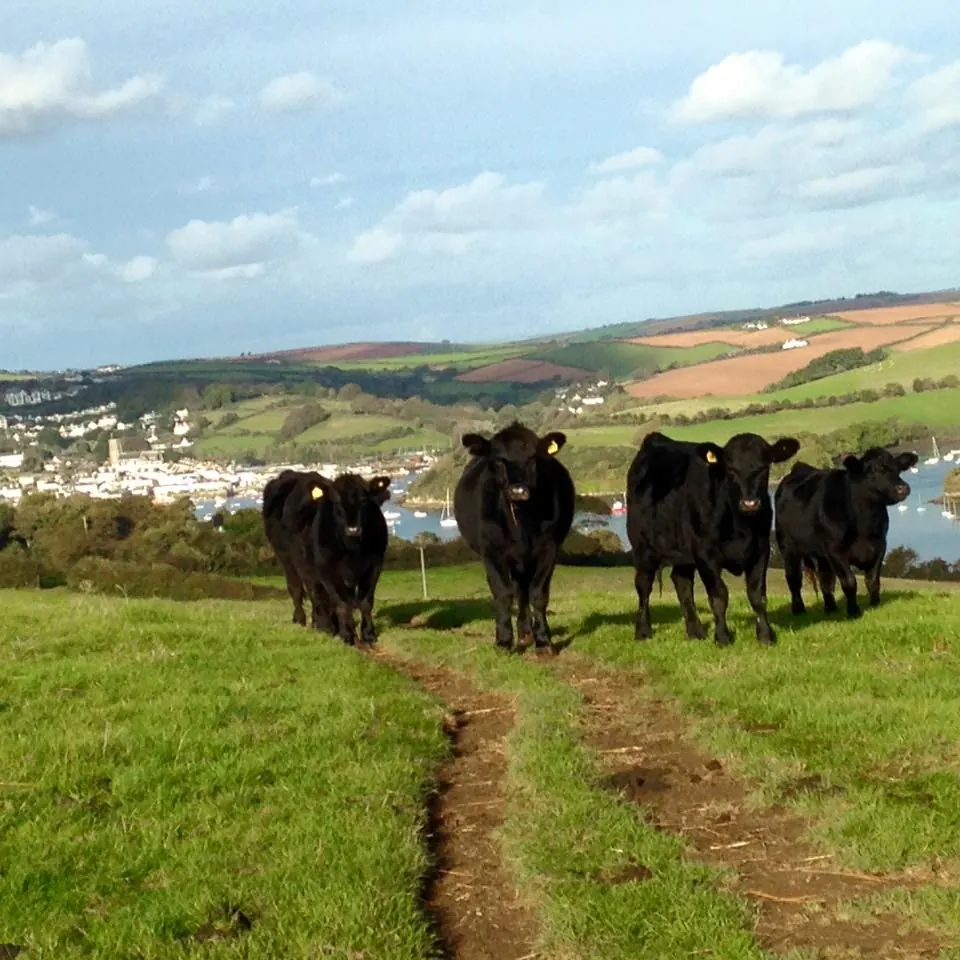 Our cattle walking along a field track on the farm, with the sea in the distance