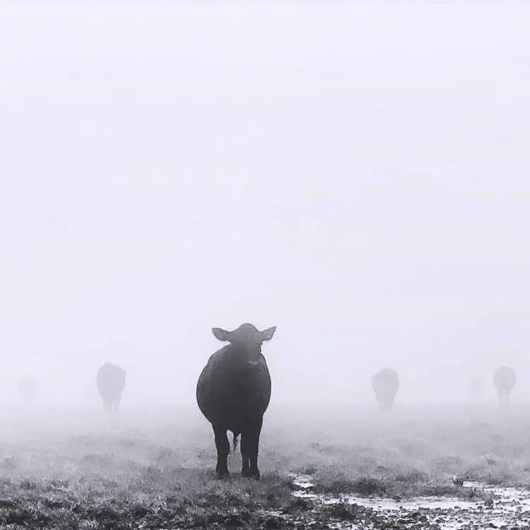 A cow standing in a frosty, misty field