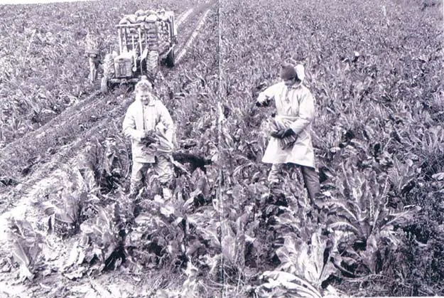 Archive photograph of cutting cauliflowers in the field