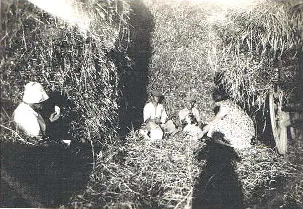 Archive photograph of the family at work among tall crops