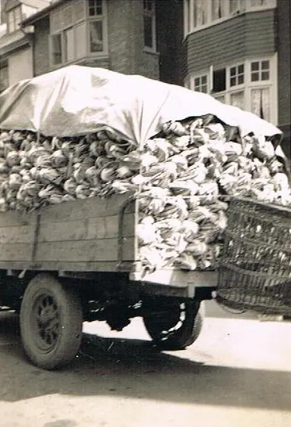 Archive photograph of a lorry loaded high with cauliflowers