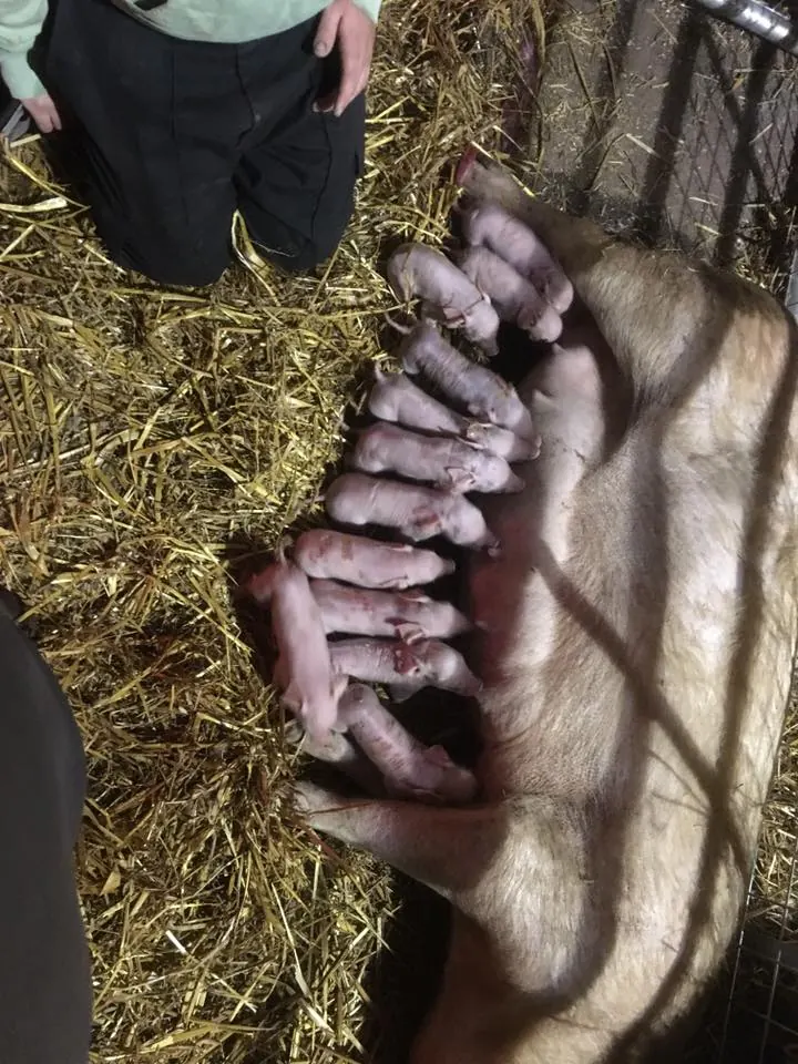 Piglets feeding in the straw