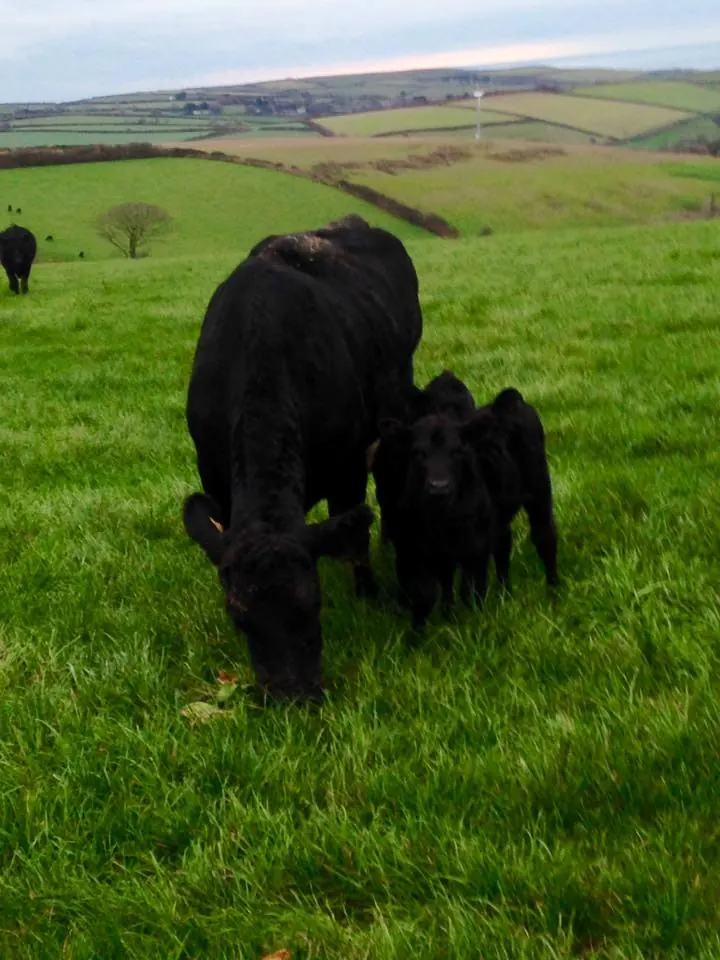 A cow and her calves in a green field