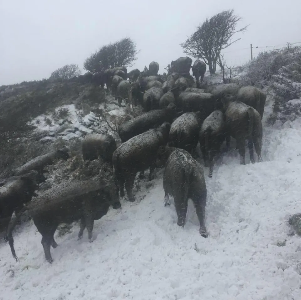 Cattle gathered in the snow