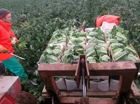 Cutting cauliflowers onto a trailer