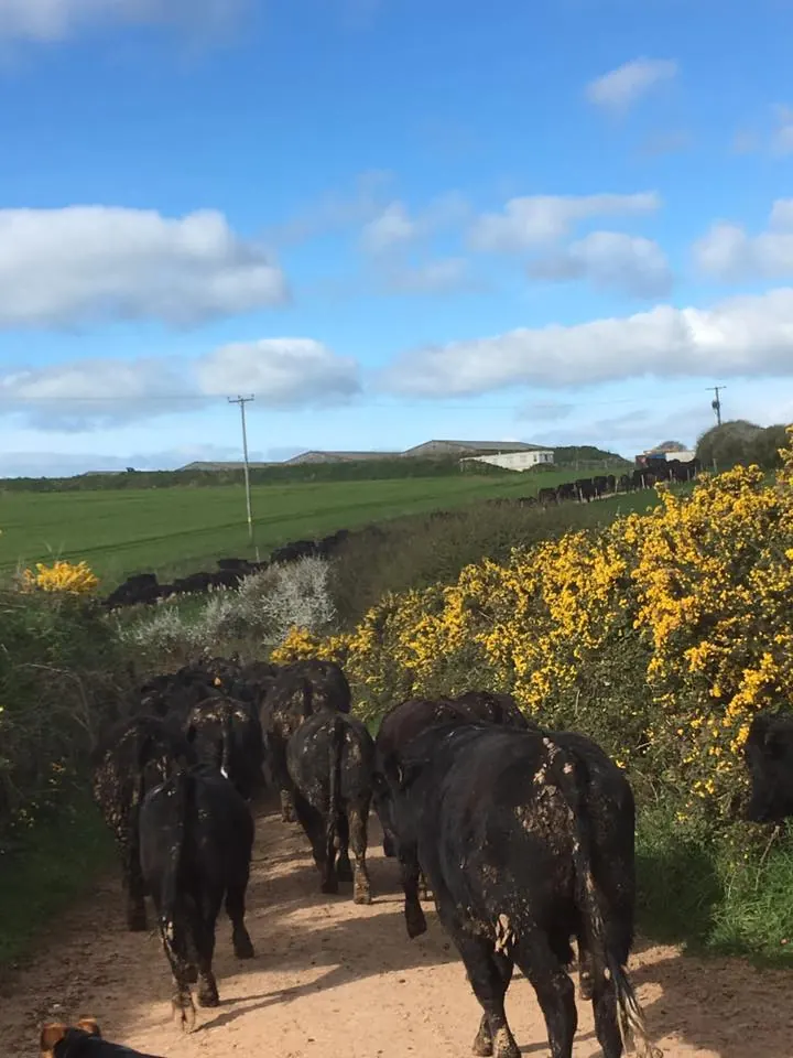 Cattle walking down a lane past gorse in flower