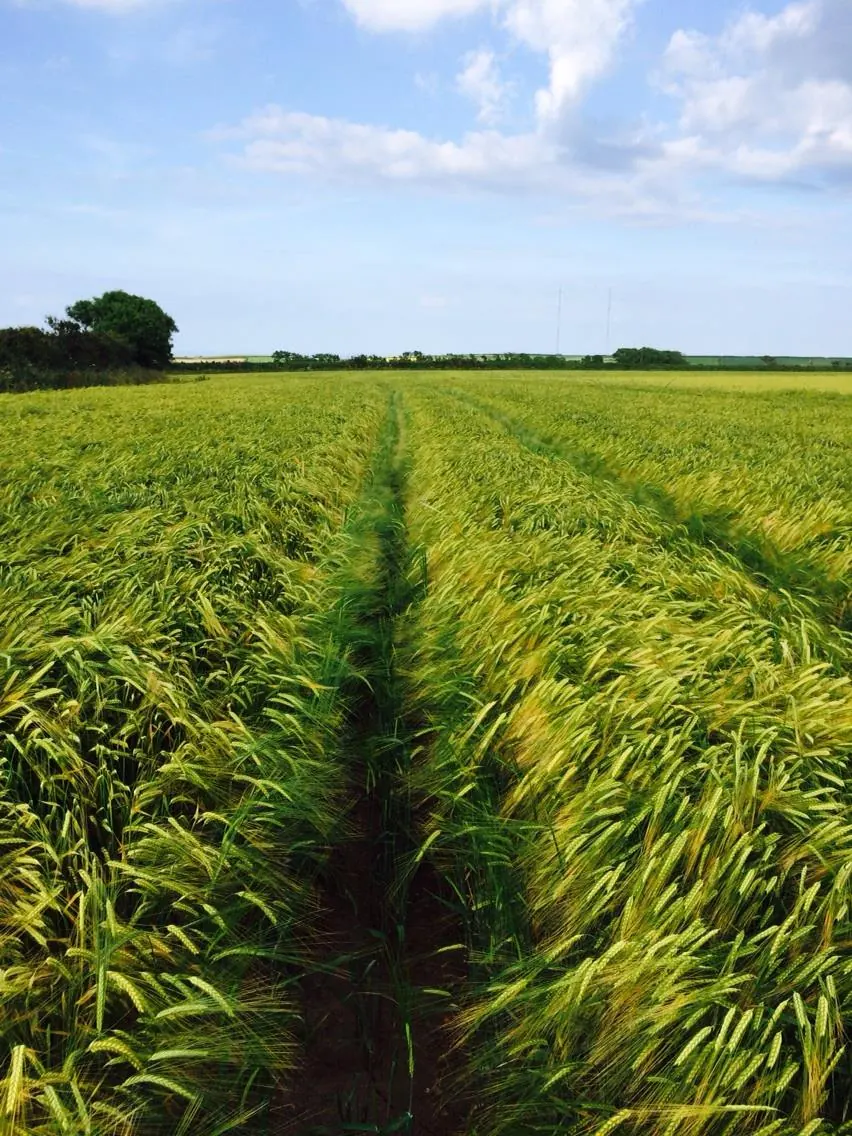 Rows of young green barley on the farm