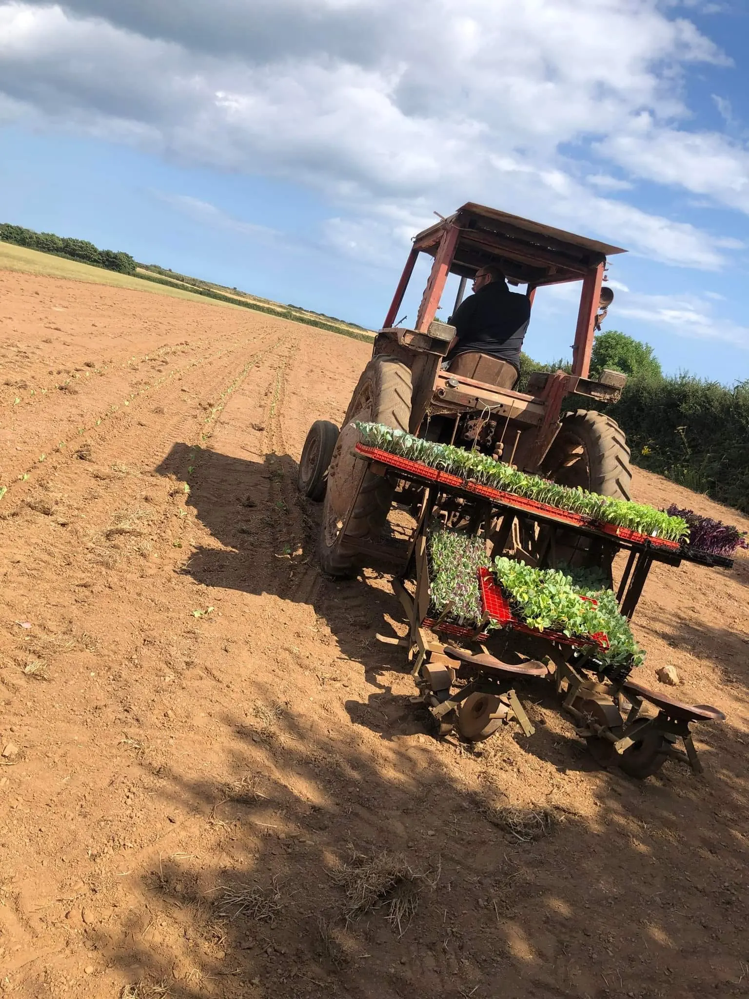 Planting vegetables from the back of a tractor
