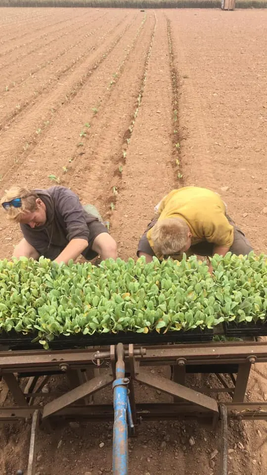Planting out young vegetables by hand