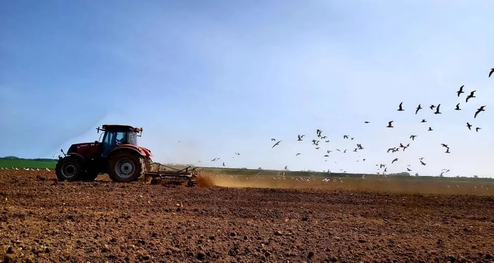 A tractor working the ground followed by gulls