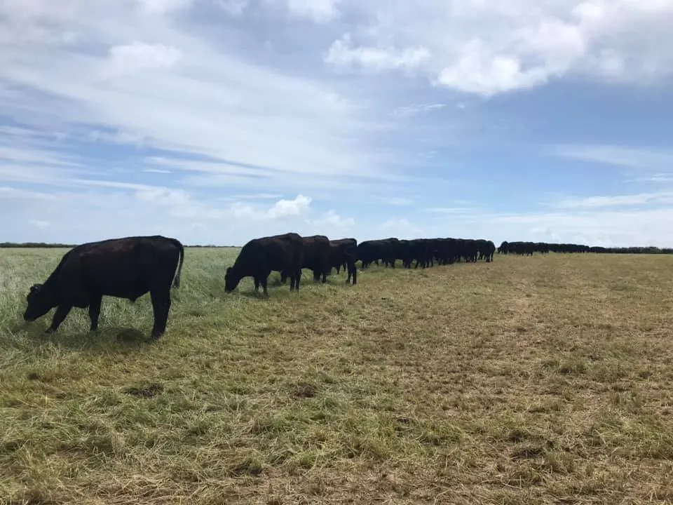 Cattle grazing on the farm